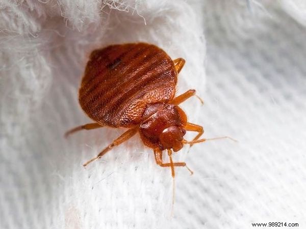 9 Proven Natural Methods to Eliminate Bed Bugs Safely at Home