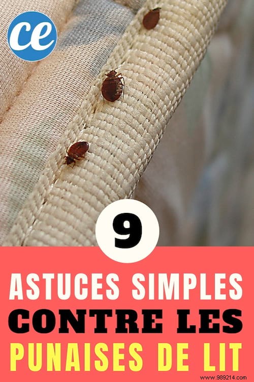 9 Proven Natural Methods to Eliminate Bed Bugs Safely at Home