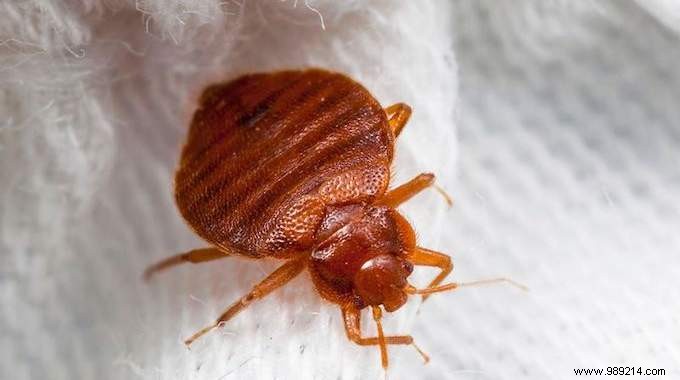 9 Proven Natural Methods to Eliminate Bed Bugs Safely at Home