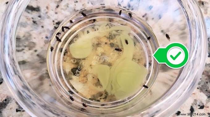 Eliminate Gnats Naturally: Proven Vinegar and Dish Soap Trap for Your Kitchen