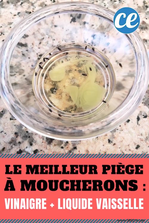 Eliminate Gnats Naturally: Proven Vinegar and Dish Soap Trap for Your Kitchen