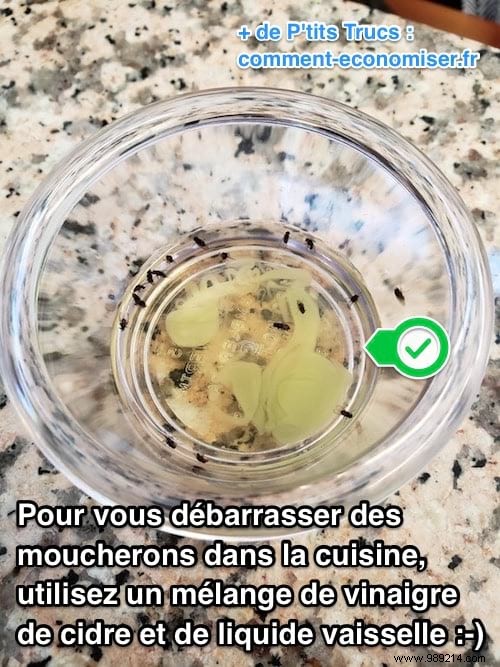 Eliminate Gnats Naturally: Proven Vinegar and Dish Soap Trap for Your Kitchen