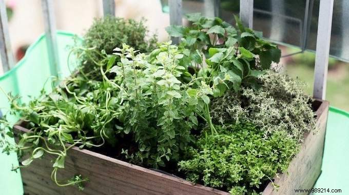 13 Common Mistakes to Avoid for Thriving Homegrown Herbs