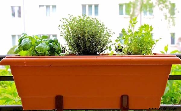 13 Common Mistakes to Avoid for Thriving Homegrown Herbs