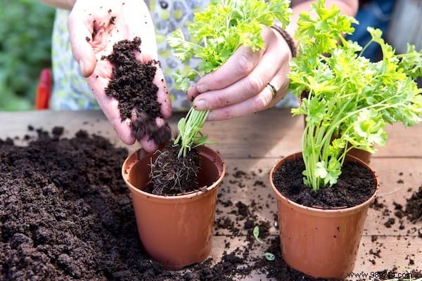 13 Common Mistakes to Avoid for Thriving Homegrown Herbs