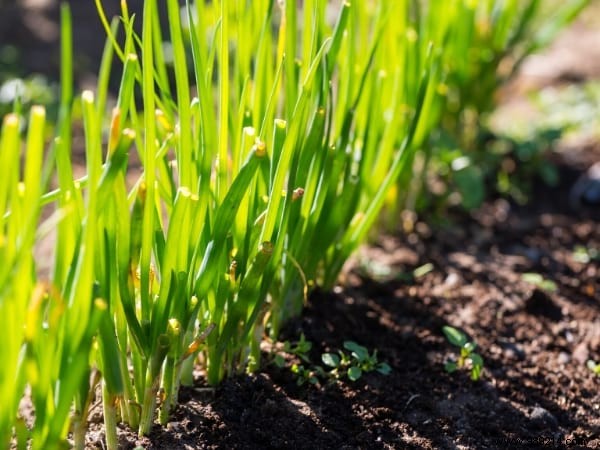 13 Common Mistakes to Avoid for Thriving Homegrown Herbs