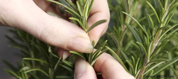 13 Common Mistakes to Avoid for Thriving Homegrown Herbs