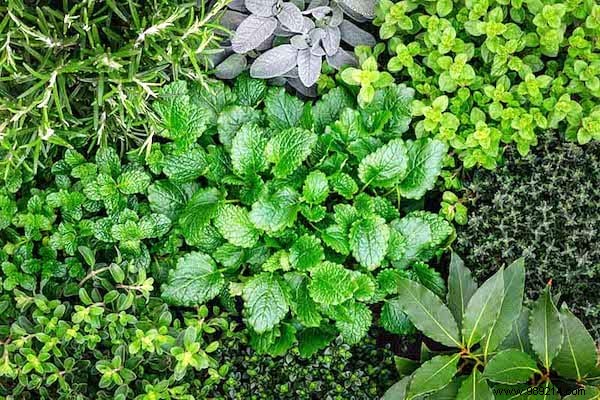 13 Common Mistakes to Avoid for Thriving Homegrown Herbs