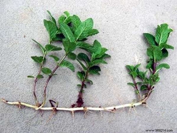 13 Common Mistakes to Avoid for Thriving Homegrown Herbs