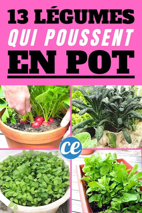 13 Easiest and Fastest Vegetables to Grow in Pots: Ideal for Balconies and Small Spaces