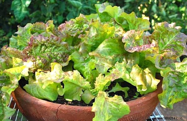 13 Easiest and Fastest Vegetables to Grow in Pots: Ideal for Balconies and Small Spaces