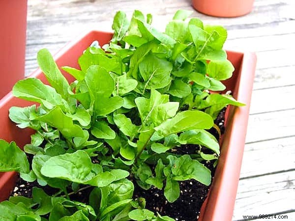 13 Easiest and Fastest Vegetables to Grow in Pots: Ideal for Balconies and Small Spaces