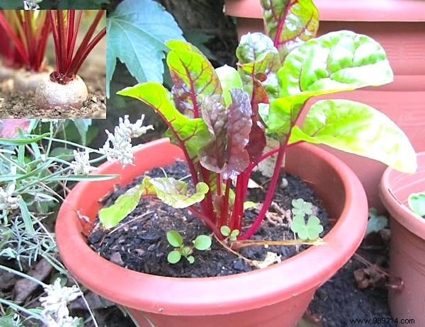 13 Easiest and Fastest Vegetables to Grow in Pots: Ideal for Balconies and Small Spaces
