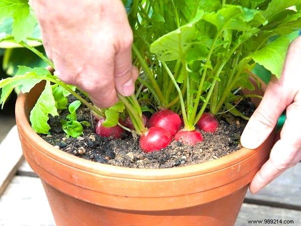 13 Easiest and Fastest Vegetables to Grow in Pots: Ideal for Balconies and Small Spaces