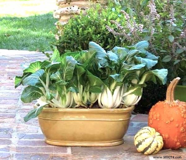 13 Easiest and Fastest Vegetables to Grow in Pots: Ideal for Balconies and Small Spaces