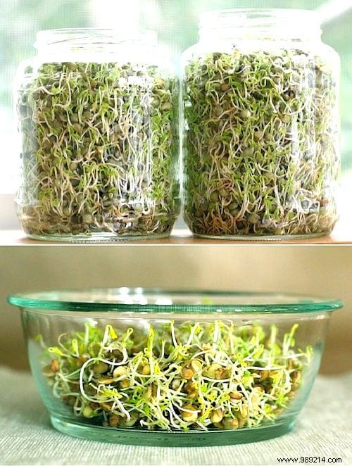 13 Easiest and Fastest Vegetables to Grow in Pots: Ideal for Balconies and Small Spaces