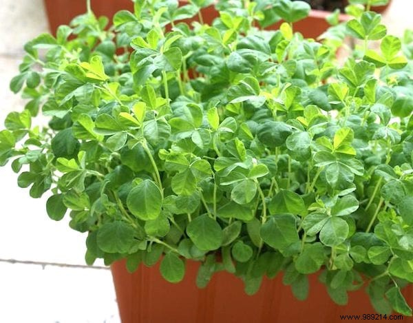 13 Easiest and Fastest Vegetables to Grow in Pots: Ideal for Balconies and Small Spaces