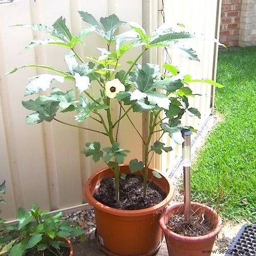 13 Easiest and Fastest Vegetables to Grow in Pots: Ideal for Balconies and Small Spaces