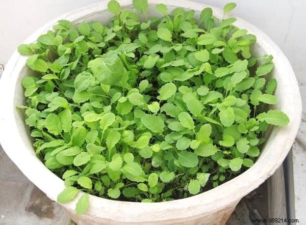 13 Easiest and Fastest Vegetables to Grow in Pots: Ideal for Balconies and Small Spaces
