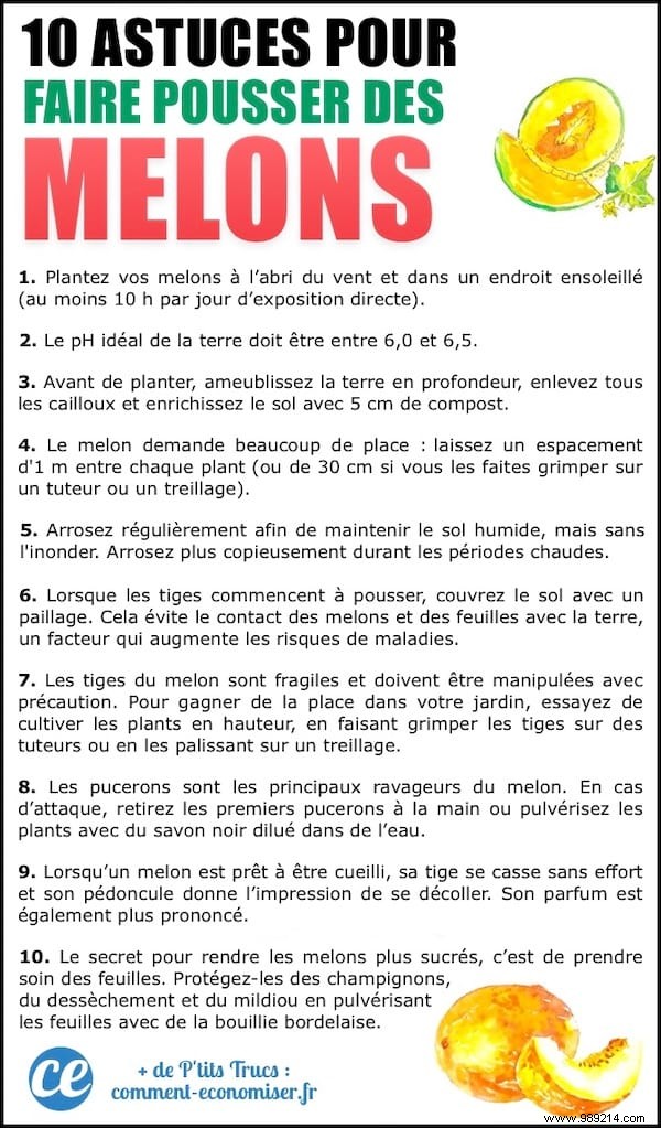 10 Proven Tips for Growing Sweet, Juicy Melons in Your Home Garden