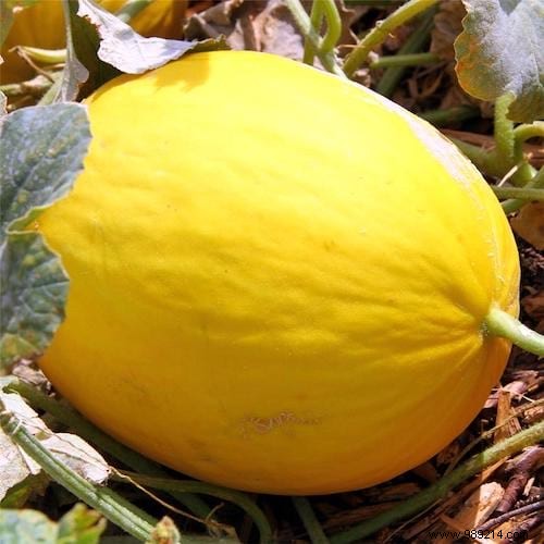 10 Proven Tips for Growing Sweet, Juicy Melons in Your Home Garden