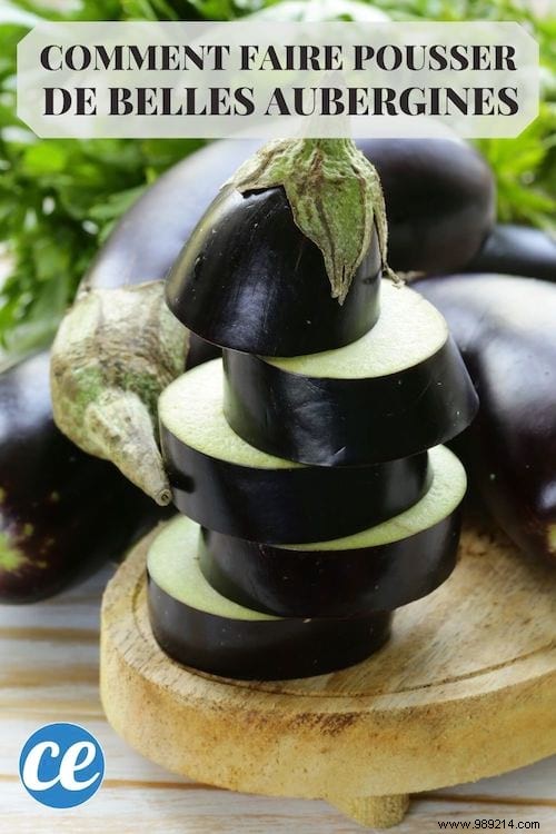 10 Expert Tips for Growing Beautiful, Bountiful Eggplants at Home