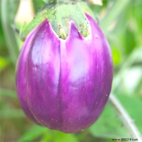 10 Expert Tips for Growing Beautiful, Bountiful Eggplants at Home