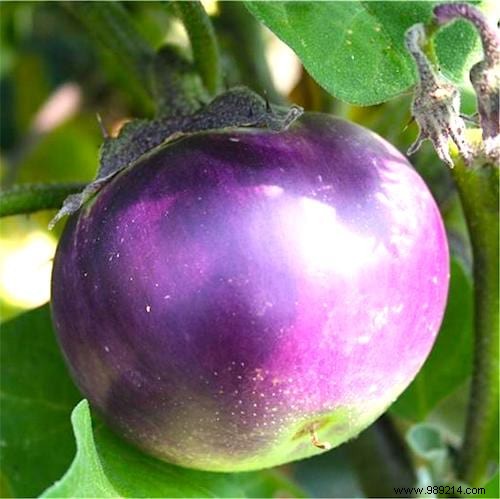 10 Expert Tips for Growing Beautiful, Bountiful Eggplants at Home