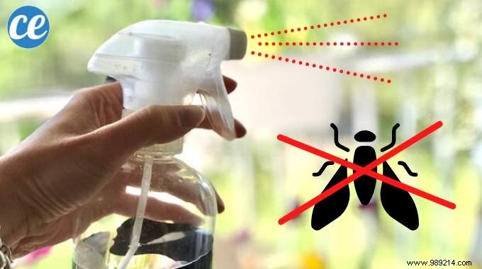Effective DIY Fly Repellent Spray: Natural Vinegar and Cinnamon Recipe