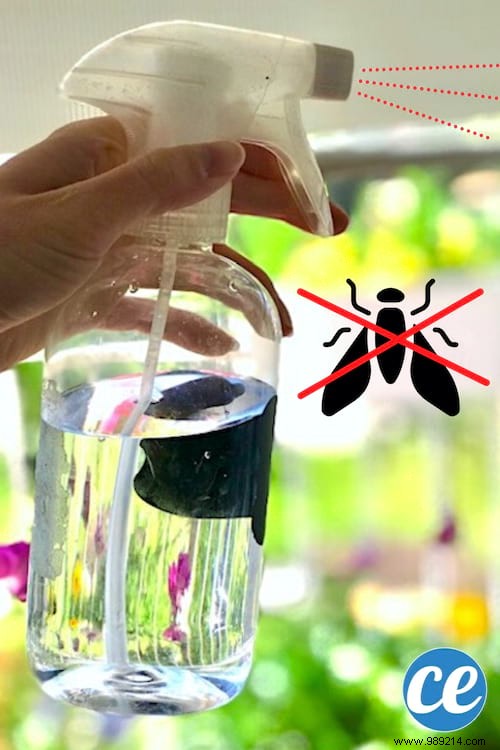 Effective DIY Fly Repellent Spray: Natural Vinegar and Cinnamon Recipe