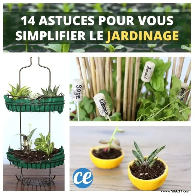 14 Proven Home Gardening Hacks to Simplify Planting and Care