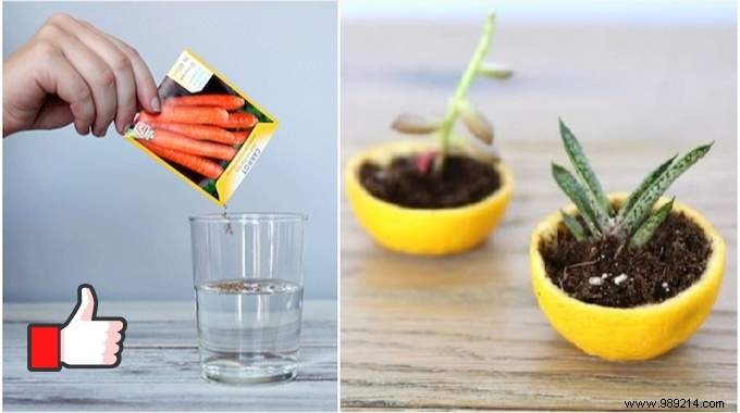14 Proven Home Gardening Hacks to Simplify Planting and Care