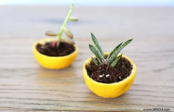 14 Proven Home Gardening Hacks to Simplify Planting and Care