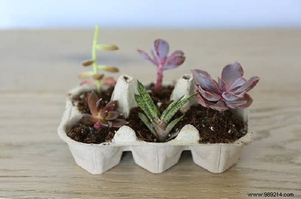 14 Proven Home Gardening Hacks to Simplify Planting and Care