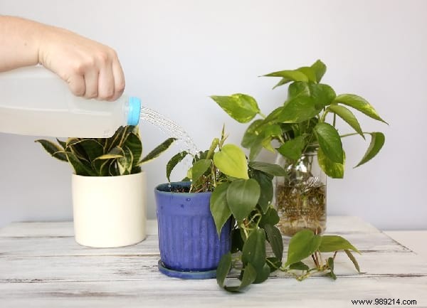 14 Proven Home Gardening Hacks to Simplify Planting and Care
