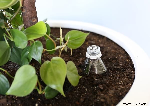 14 Proven Home Gardening Hacks to Simplify Planting and Care