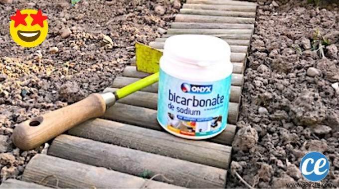 3 Proven Baking Soda Uses for a Thriving Vegetable Garden