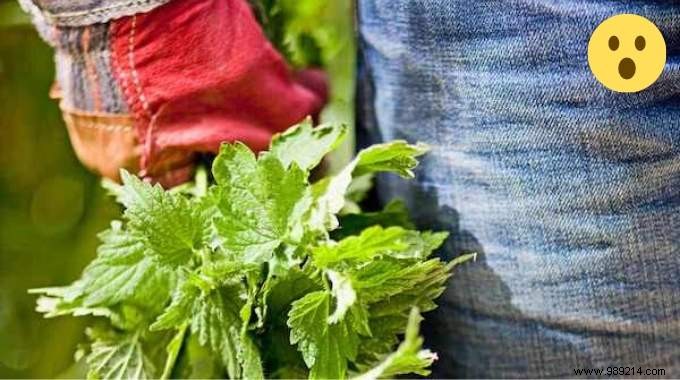 10 Proven Uses for Stinging Nettle: Garden Ally, Kitchen Superfood, and More