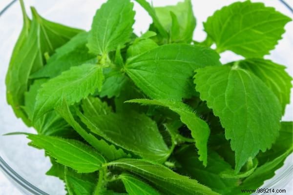 10 Proven Uses for Stinging Nettle: Garden Ally, Kitchen Superfood, and More