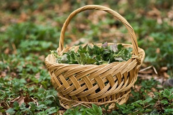 10 Proven Uses for Stinging Nettle: Garden Ally, Kitchen Superfood, and More