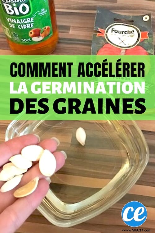 Proven Gardener s Hack: Germinate Seeds Faster with Sandpaper and Apple Cider Vinegar