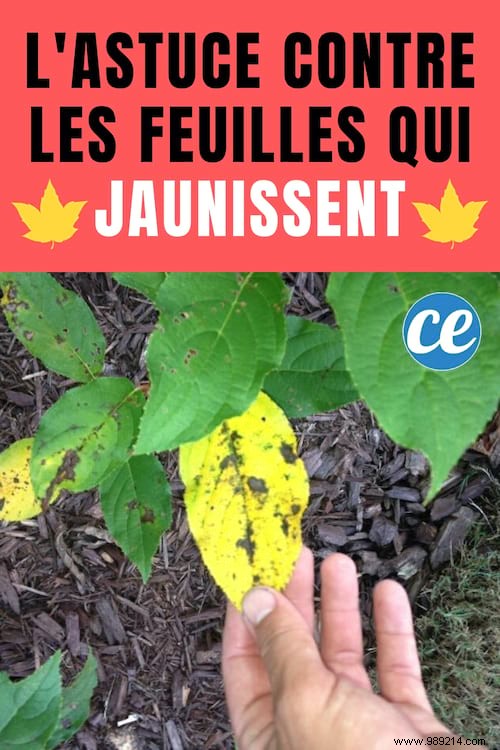 Fix Yellow Leaves on Azaleas and Hydrangeas: A Proven Gardener s Vinegar Remedy