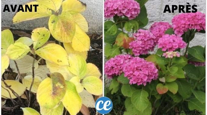 Fix Yellow Leaves on Azaleas and Hydrangeas: A Proven Gardener s Vinegar Remedy