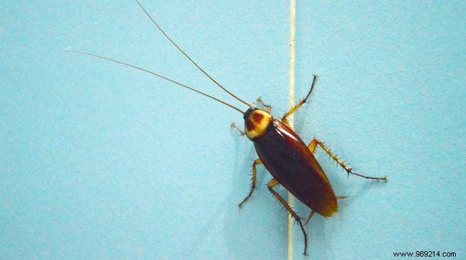 Eliminate Cockroaches Permanently: Safe Natural Remedy Using Flour and Plaster