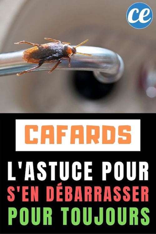 Eliminate Cockroaches Permanently: Safe Natural Remedy Using Flour and Plaster