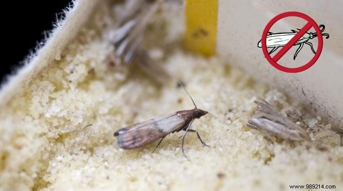 Grandma s Proven Natural Remedy: Eliminate Food Moths from Your Pantry Safely