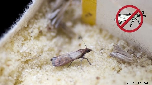 Grandma s Proven Natural Remedy: Eliminate Food Moths from Your Pantry Safely