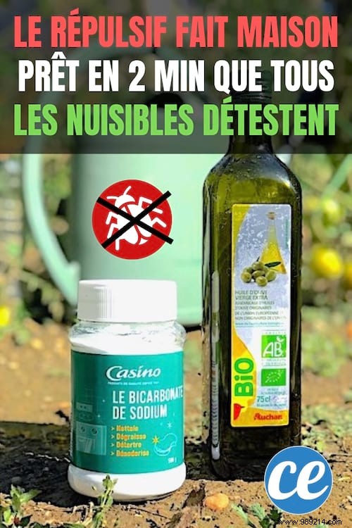 Effective 2-Minute Homemade Garden Pest Repellent: Baking Soda and Olive Oil
