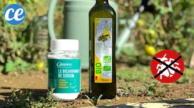 Effective 2-Minute Homemade Garden Pest Repellent: Baking Soda and Olive Oil