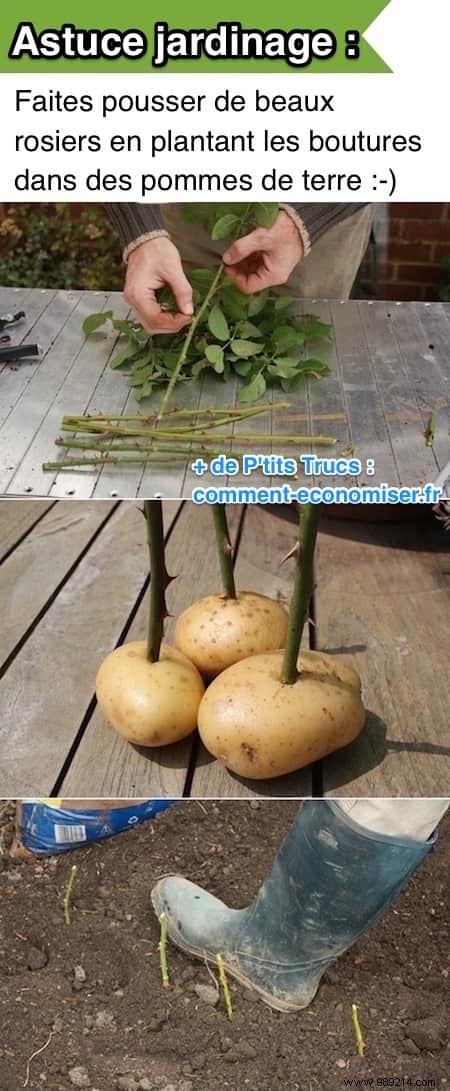 Proven Method: Grow Stunning Roses from Cuttings Using Potatoes